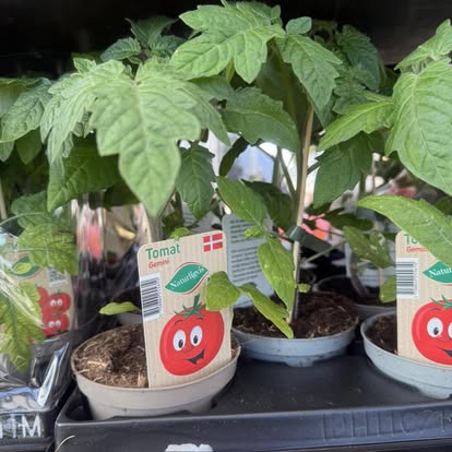 Tomatplanter i butikken